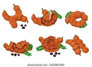 Tamarind fruit seeds and pods. vector illustration flat cartoon icon isolated on white.Vector eps 10. perfect for wallpaper or design elements