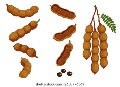 Semillas y vainas de fruta de tamarindo. icono de dibujos animados planos de Ilustración vectorial aislado en blanco. Vector eps 10. perfecto para Fondo de pantalla o Elementos de diseño	