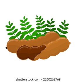 Tamarind Is A Fruit That Has A Very Sour Taste. Usually This Fruit Grows A Lot In Tropical Climates Such As In Indonesia