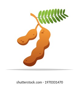 Tamarind fruit vector isolated illustration