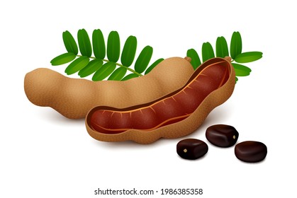 Tamarind fruits (whole and half opened pod with pulp), seeds and leaves, isolated on white background. Realistic vector illustration.