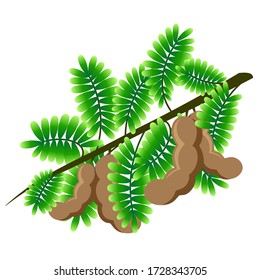 Tamarind with green leaves, isolated on a white background. EPS10