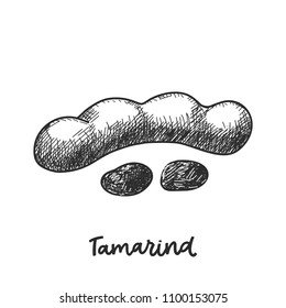Tamarind. Hand drawn sketch style vector illustration. Vitamin and healthy eco food for label, card, poster, badge. Farm market produce. Isolated drawing on white background