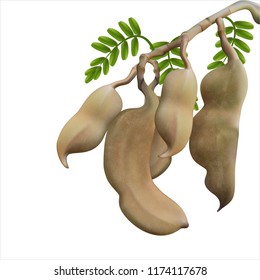 Tamarind is a tamarind leaf from a white background.