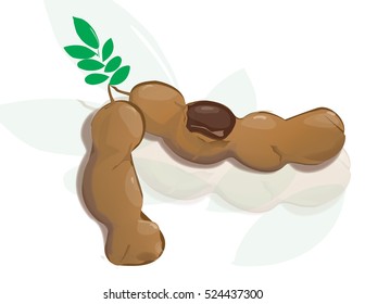 Tamarind on white background vector Illustration.
