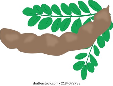 A Tamarind Pod And A Couple Of Leaves.