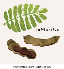 Tamarind pod fruit watercolor illustration set. Painterly watercolor texture and ink drawing elements. Hand drawn and hand painted