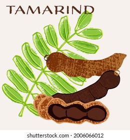 Tamarind pods vector illustration. Colorful textured modern design.