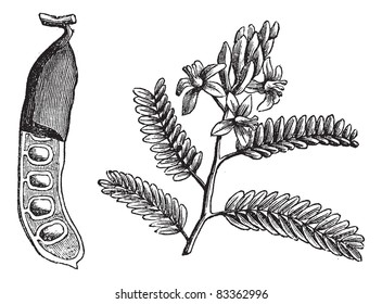 Tamarind (Tamarindus indica), vintage engraved illustration. tamarind leaf and seed on white. Trousset encyclopedia (1886 - 1891).