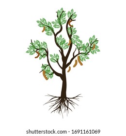 Tamarindenbaum, Früchte und Wurzeln auf weißem Hintergrund. Vektorillustration
