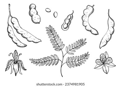 Tamarind tropical plant hand drawn vector illustration with engraving. Set of exotic tamarinds peas with pod, flowers, fruits, beans, leaf. African wood, Asian food, flavoring, ayurvedic plants, wood