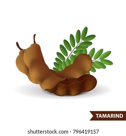 Tamarind Vector Illustration