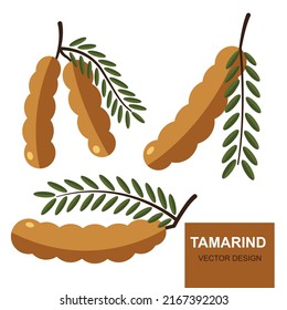 Tamarind,fruit vector illustration. Flat design style. vector illustration.