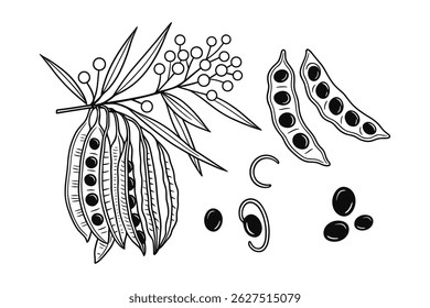 Ramificação de Tamarindus Indica e Sementes Line Art