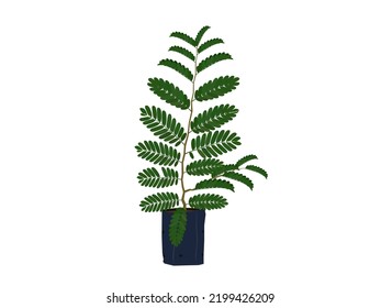 Tamarindus indica on a white background.