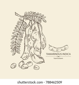 Tamarindus indica: plant and tamarindus seeds. Vector hand drawn illustration.