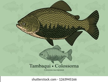 Tambaqui, Colossoma. Vector illustration with refined details and optimized stroke that allows the image to be used in small sizes (in packaging design, decoration, educational graphics, etc.)