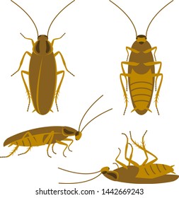 Tan cockroach top, bottom, side. Runs, lies, dead. Set of four simple flat vector images. Three colors are used. Realistic proportions. Domestic pest.