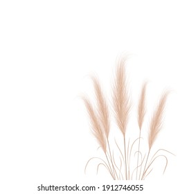 Tan pampas grass branches on white background. Floral ornament elements in boho style. Vector illustration of cortaderia selloana. New trendy home decor.