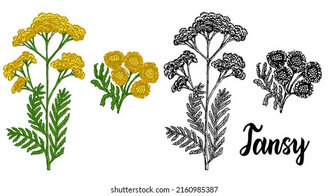 Tanacetum vulgare. Tansy plant sketch. Hand drawn medicinal, cosmetics herb. Herbal with isolated on white. Graphic black white and color sketch illustration vector