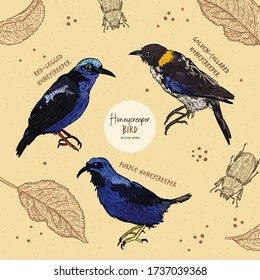 Tanager birds collection, hand draw sketch vector. Small bird set.