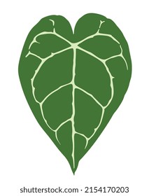 Tanaman kuping gajah or elephant ear plant, anthurium crystallinum leaf illustration, isolated on white background - Vector
