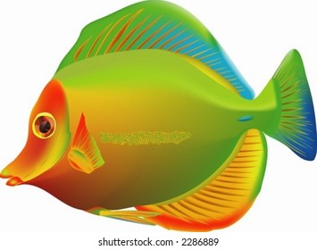 Tang