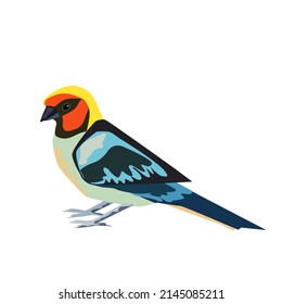Tangara bird standing.yellow body green and blue.header is black red and yellow.Isolated vector illustration on a white background.