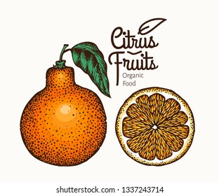 Tangelo fruit illustration. Hand drawn vector orange illustration. Engraved style fruit. Retro citrus illustration.