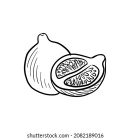 tangelo, dibujo vectorial de frutos aislados en fondo blanco, ilustración dibujada a mano