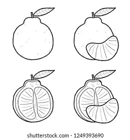 Tangelo Vector Illustration Hand Drawn Fruit Cartoon Art