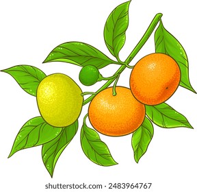 Illustration détaillée de la branche de la tangerine.