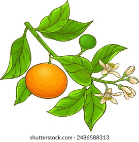 Illustration détaillée de la branche de la tangerine.