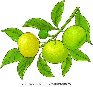 Illustration détaillée de la branche de la tangerine.