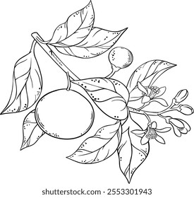 Tangerine Branch with Fruits Outline Illustration.