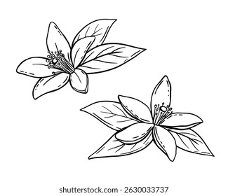 Tangerine flower and leaves vector drawing. Isolated vintage illustration of citrus blooming flower. Essential oil engraved style sketch.