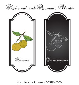 Tangerine fruit (Citrus tangerina), mandarin variety. Hand drawn botanical vector illustration. Series of food, drink, ingredients for cooking