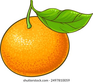 Tangerine Fruit Colored Detailed Illustration.