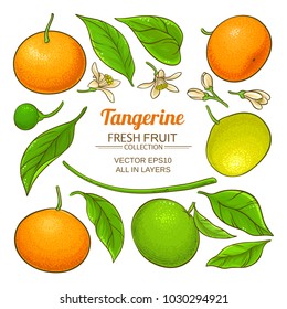 tangerine fruit vector
