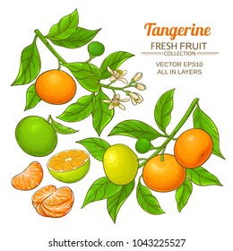 tangerine fruit vector set