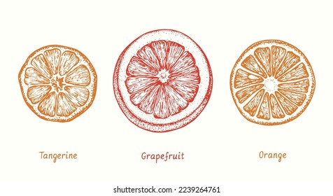 Colección de mandarina, pomelo y rodaja de naranja. Dibujo de garabatos de tinta al estilo de madera