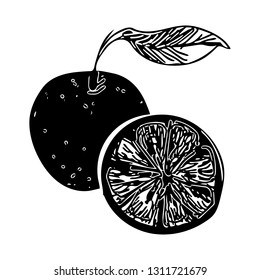 Tangerine. Hand Drawn Illustration.