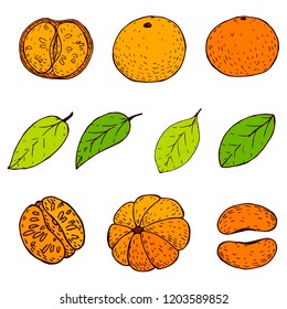 Tangerine hand-drawn sketches