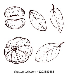 Tangerine hand-drawn sketches