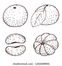 Tangerine hand-drawn sketches