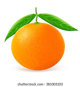 Tangerine with leaves isolated on white background. Vector illustration for decorative poster, emblem natural product, farmers market. Perfect for packaging design of cosmetics and food.