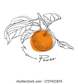Tangerine with leaves. T-shirt composition, hand drawn style print. Vector illustration.