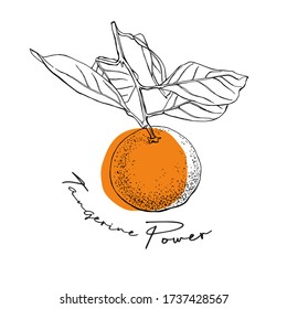Tangerine with leaves. T-shirt composition, hand drawn style print. Vector illustration.