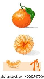Tangerine or mandarin fruit illustration. Different set of citrus art. Orange tangerines pilled and cut. Piece of mandarins. Realistic vector art.