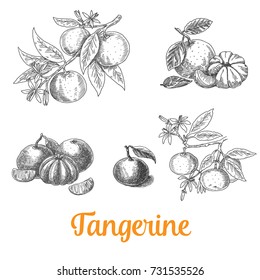 Tangerine, Mandarin Set, Vector Hand Drawing